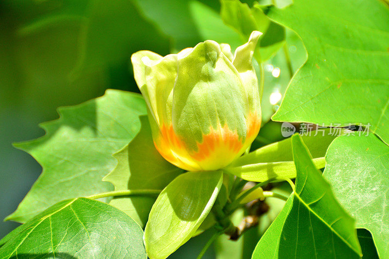 郁金香树花/鹅掌楸